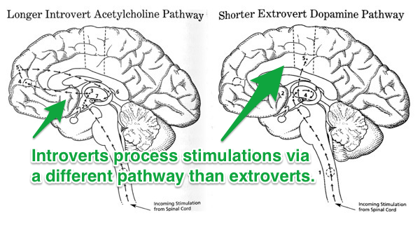 introvert or extrovert - brain scan